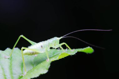 Uzun boynuzlu çekirgeler, yeşil yapraklı periler.
