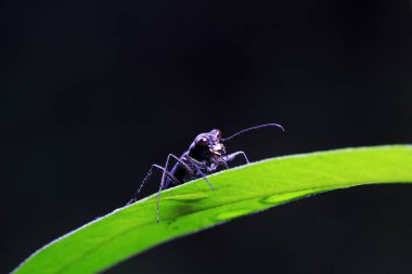 Vahşi doğada yeşil yaprak üzerinde Cicindela kaleea