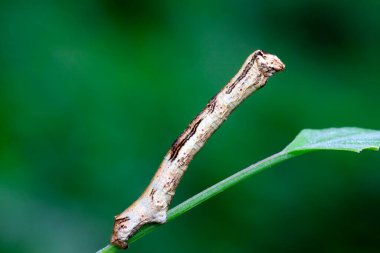 Geometridae doğadaki bitki üzerinde