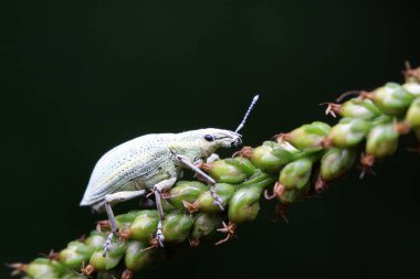 Yabani bitkilerdeki buğday biti