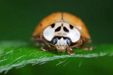 Yeşil yapraklı uğur böceği, Kuzey Çin