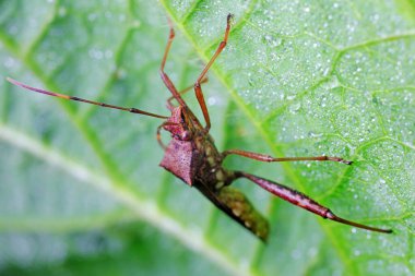 Yeşil yapraklı pis böcek, Kuzey Çin