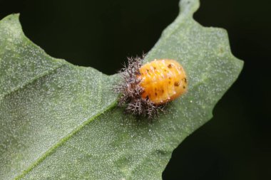 Yeşil yapraklı uğur böcekleri pupası, Kuzey Çin