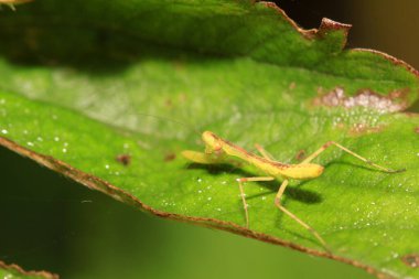 vahşi yaprakları üzerine peygamber devesi
