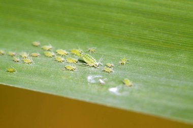 Hormaphidae böcekleri doğadaki bitkilerde.
