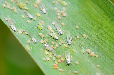 Hormaphidae böcekleri doğadaki bitkilerde.