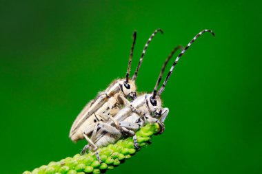 Yeşil yapraklı uzun mısır