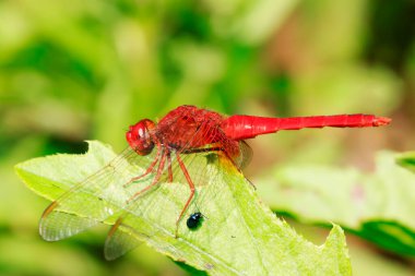 bir kırmızı yusufçuk kalmak teller