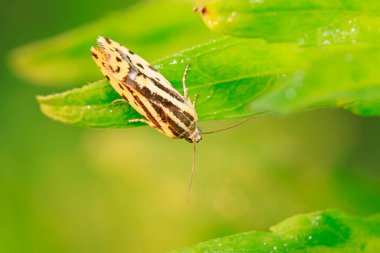 Güve böcekleri yabandaki bitkilerde