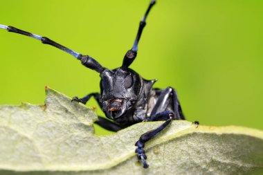 Yeşil yapraklı uzun mısır