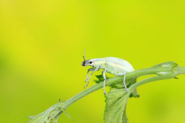 Yabani bitkilerdeki buğday biti