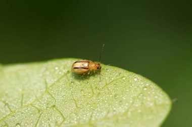 Yaprak böceği vahşi doğada bitkinin üzerinde
