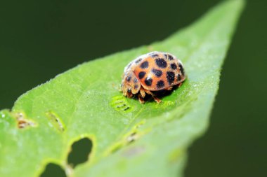 Epilachna vigintioctopunctata doğadaki bitki üzerinde