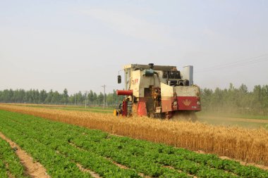 LUANNAN COUNTY - 15 Haziran 2014 'te, Luannan Eyaleti, Hebei Eyaleti, Çin' de hasatçı hasat ediyor.