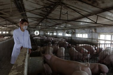 LUANNAN İlçesi - 5 Eylül 2017: Güzel bir kız domuz çiftliği, LUANNAN County, Hebei Eyaleti, Çin 'de domuzların büyümesini ve gelişimini kontrol ediyor