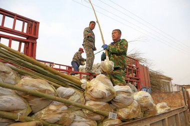 Luannan County - 26 Mart 2018: işçiler Xiongan Yeni Bölgesi, Luannan County, Hebei Eyaleti, Çin 'e hızlı büyüyen söğüt fideleri yüklemeye hazır.