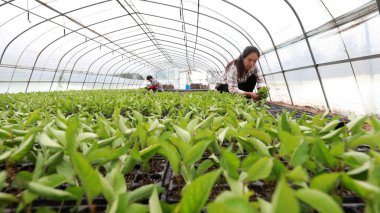 Luannan County, Çin - 22 Ağustos 2019: Luannan County, Hebei Eyaleti, Çin 'de kiraz tohumu kesen bahçe işçileri