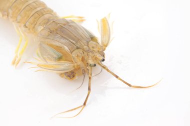 Beyaz bir arka planda, closeup fotoğraf taze mantis karides