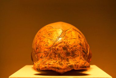 BEIJING, Çin - EARLY PALEOLITHIC (CIRCA 280,000-230,000 YIL ÖNCE): Pekin insan kafatası (replika), erken paleolitik (yaklaşık 280.000-230.000 yıl önce), Çin Ulusal Müzesi, Pekin, Çin.