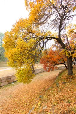 Chengde Dağı tatil köyündeki renk ağaçları, Chengde Şehri, Hebei Eyaleti, Çin