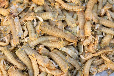 Peygamber devesi karidesi, bir tür deniz yaşamı, yenilebilir ve lezzetli olabilir..