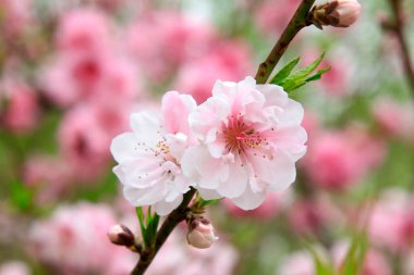 Bahçede açan şeftali çiçeği, fotoğrafa yakın çekim.