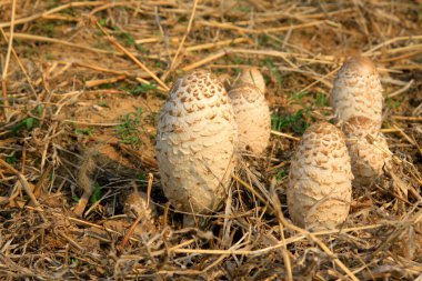 Tarlalarda yabani mantarlar, fotoğraflara yakın çekim.