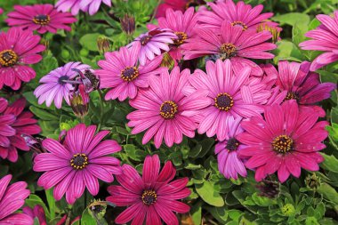 Marigold çiçek açmış, yakın plan çekilmiş.