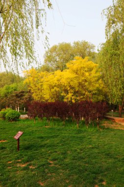 Sophora japonica ve yeşil bitkiler