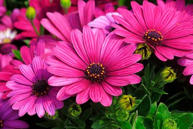 Afrika kadife çiçeği, fotoğrafa yakın çekim.