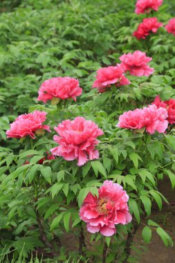 Parktaki şakayık çiçekleri