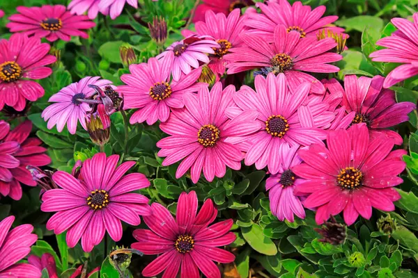 Marigold çiçek açmış, yakın plan çekilmiş.