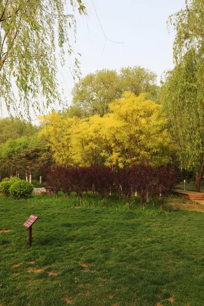 Sophora japonica ve yeşil bitkiler