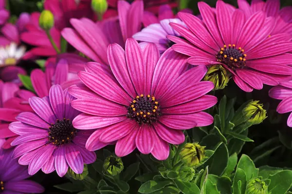 Afrika kadife çiçeği, fotoğrafa yakın çekim.