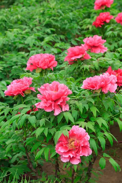 Parktaki şakayık çiçekleri