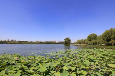 Lotus göleti doğal manzarası