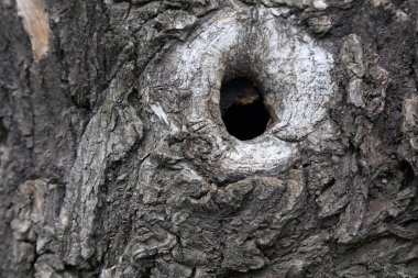 Bagaj yarasına yakın plan.