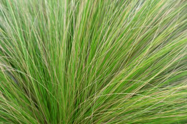Botanik bahçesinde Stipa tenuifolia, Chines