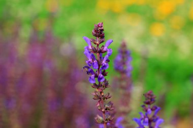 Bahçedeki lavanta çiçekleri