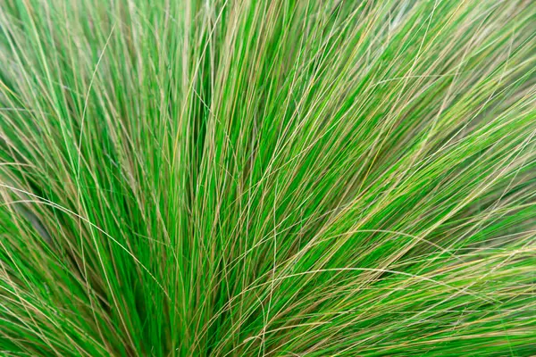 Botanik bahçesinde Stipa tenuifolia, Chines