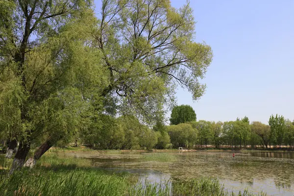 Ağlayan söğütler ve yabani otlar, nehir kenarı doğal manzarası