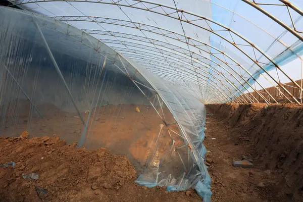 Çin 'de çift katmanlı plastik seranın iç manzarası.