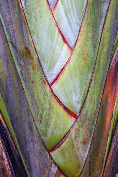 Gezgin muzun kökü Wuzhizhou Adası Sanya Şehri, Hainan Eyaleti, Çin 'de bulunmaktadır.