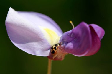 Propylaea japonica fasulye çiçekleri, Kuzey Çin