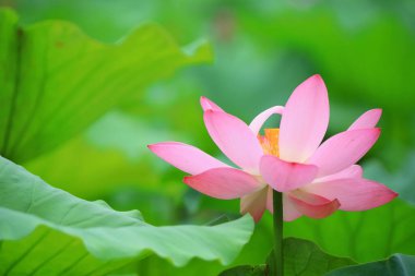 Güzel pembe lotus, yakın plan fotoğraflar.