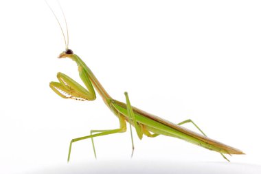 Mantid beyaz arkaplanda, fotoğrafa yakın çekim