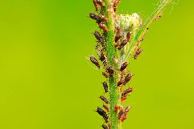 Uroleucon gobonis doğadaki bitki üzerinde
