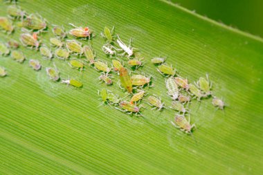 Hormaphidae böcekleri doğadaki bitkilerde.