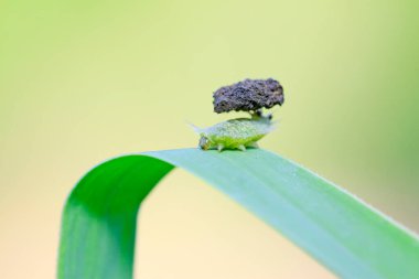 Hispidae böcek larvaları doğada bitki üzerinde.