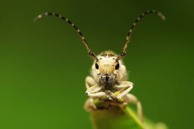 Yeşil yapraklı uzun mısır